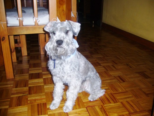 JACK ACABADO DE BAÑAR, JEJEJE CON 2 AÑOS¡ JACK ACABADO DE BAÑAR, JEJEJE CON 2 AÑOS¡
